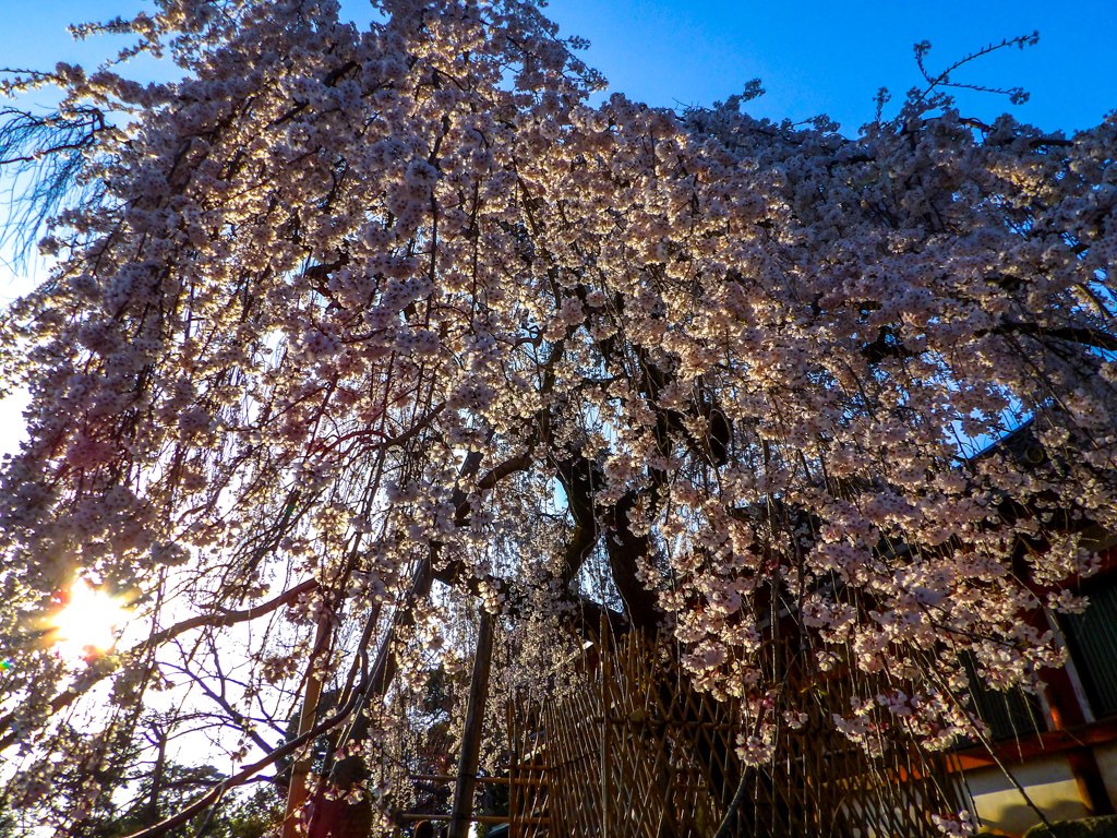氷室の枝垂桜