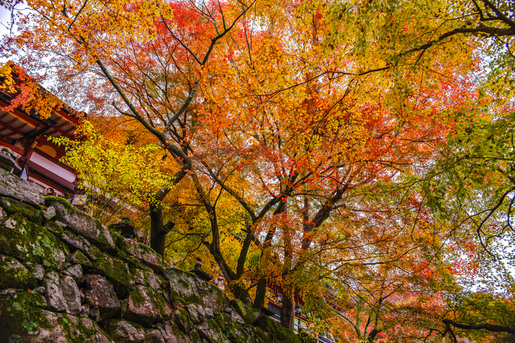 石垣の紅葉