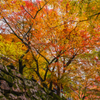 石垣の紅葉