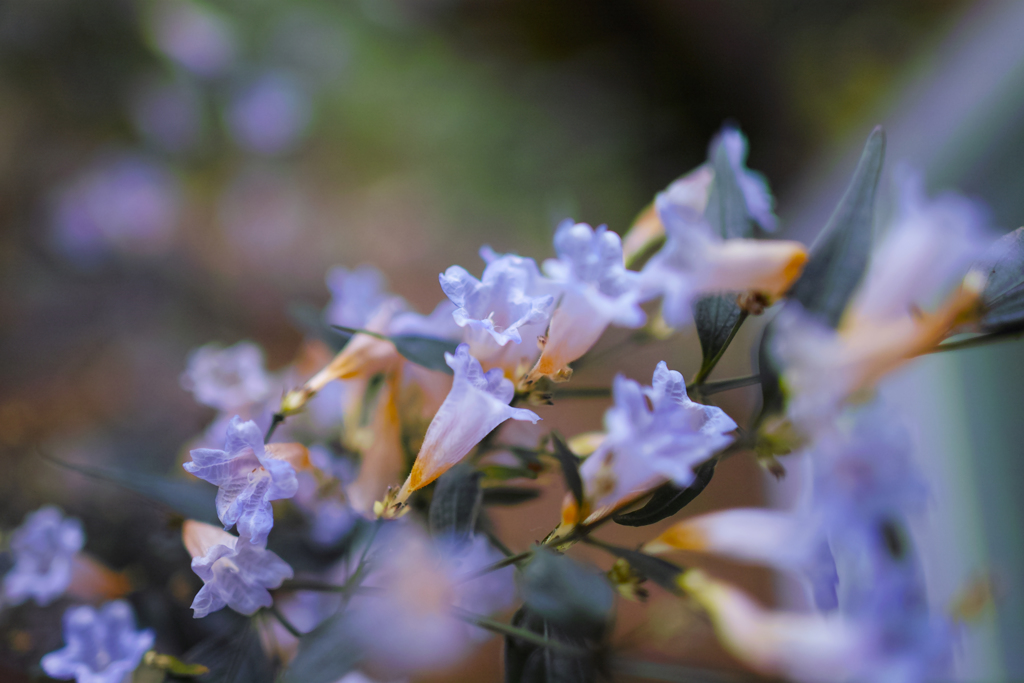 熱帯の花