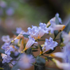 熱帯の花
