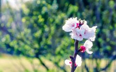 あんずの花