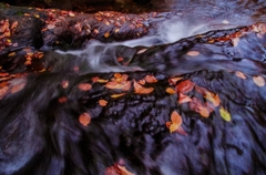 清流の紅葉