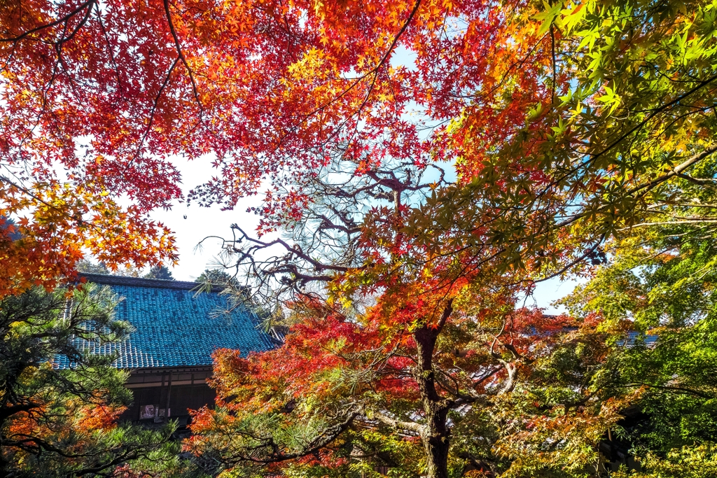 紅葉に包まれる