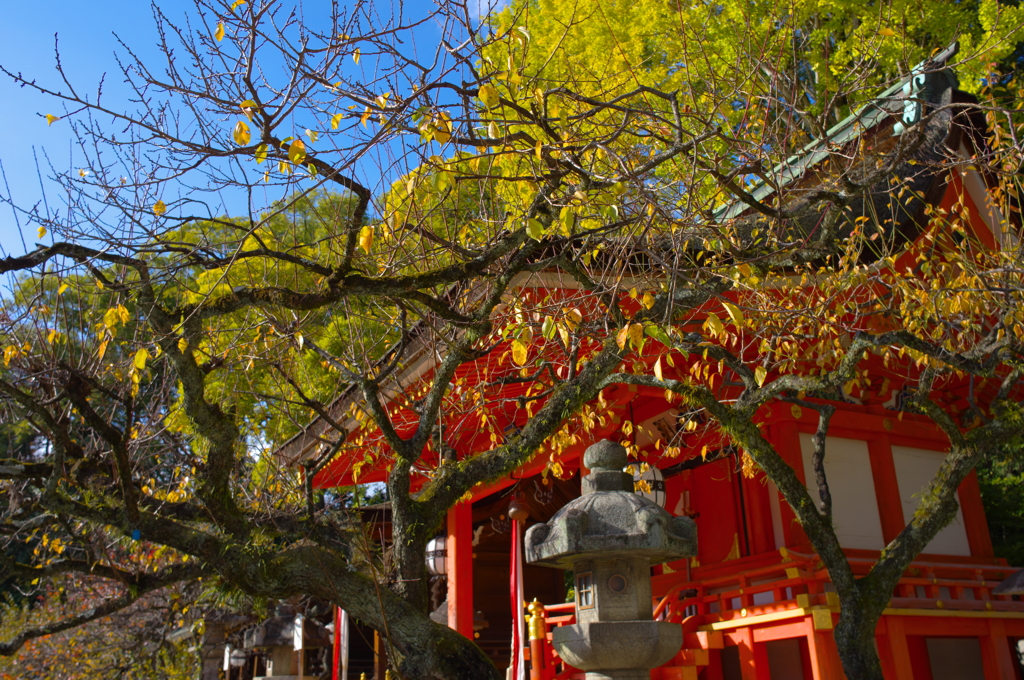 梅の北野天満宮