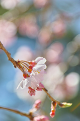 咲き始めた枝垂れ桜