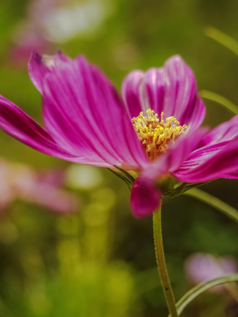 花の命は、