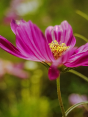 花の命は、