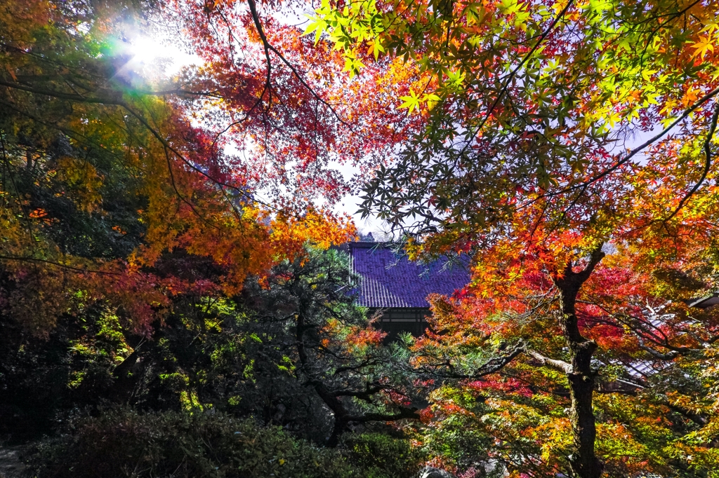 紅葉に陽光