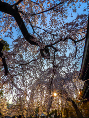 桜爛漫
