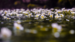 水面上の梅花藻