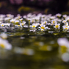 水面上の梅花藻