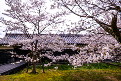 東隅櫓の桜