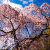 出水のしだれ桜