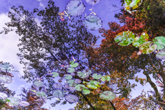 池に紅葉