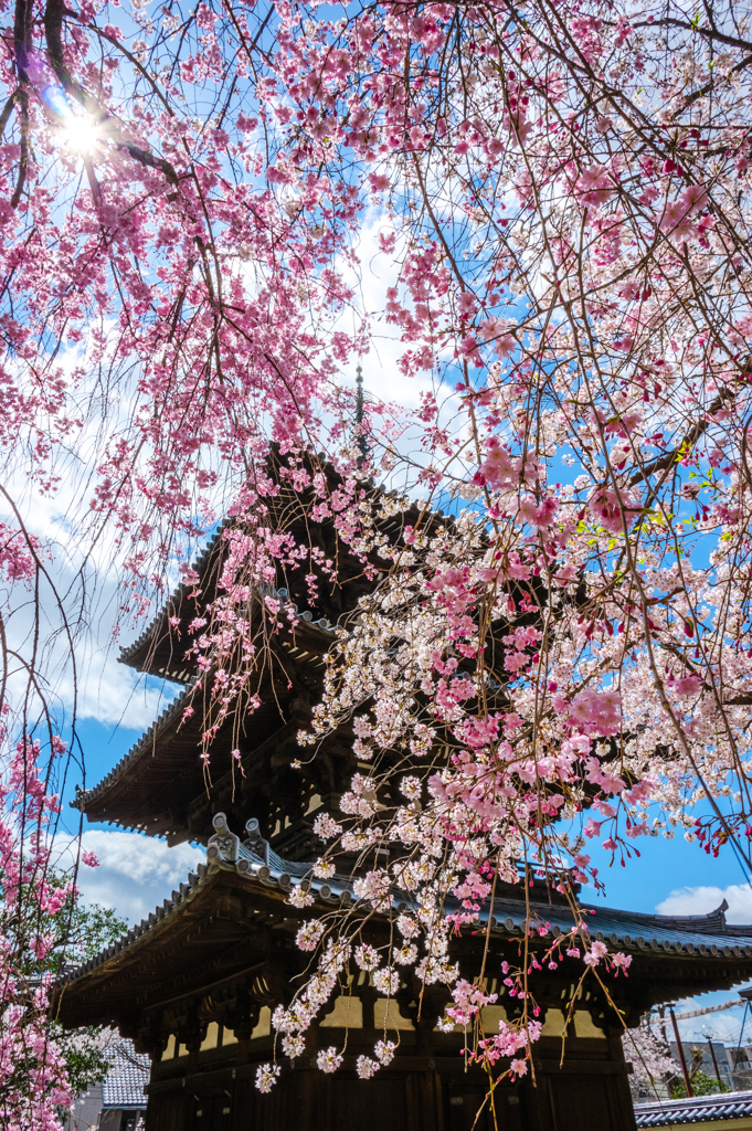 枝垂れの塔