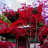 真紅の紅葉