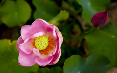 咲いた花、咲く花