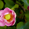 咲いた花、咲く花