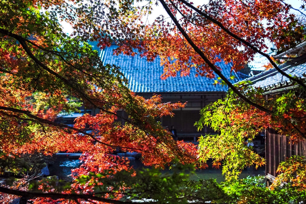 百済寺の紅葉