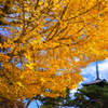 興福寺の大銀杏（α7Ⅱ編）