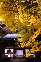 室生寺の銀杏