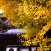 室生寺の銀杏