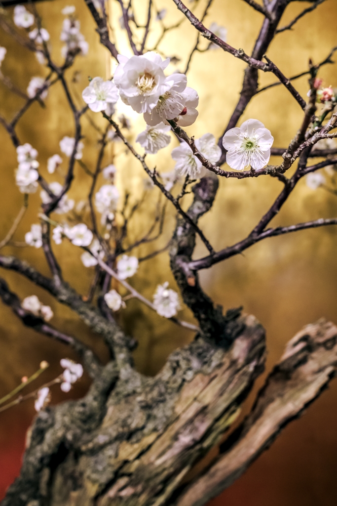 花咲く盆栽