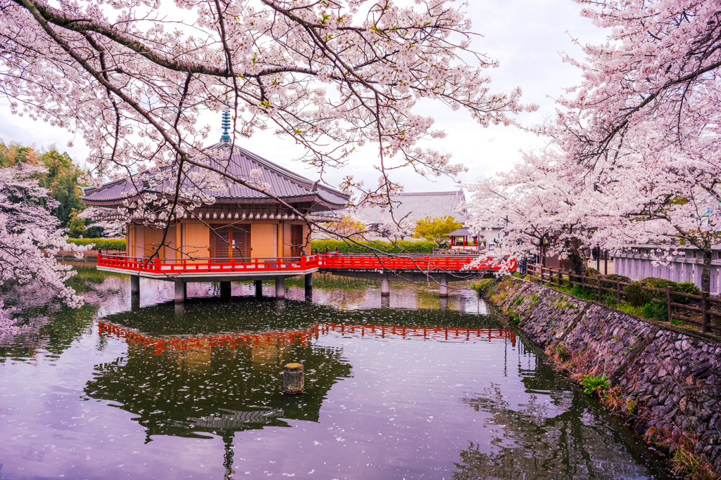 浮御堂の桜模様