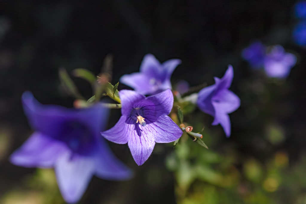 絶滅危惧の花