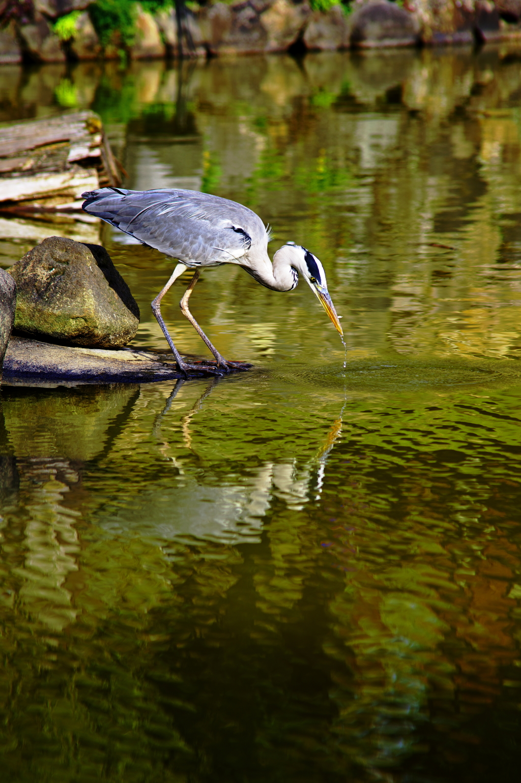 とったど～っ！in 猿沢池