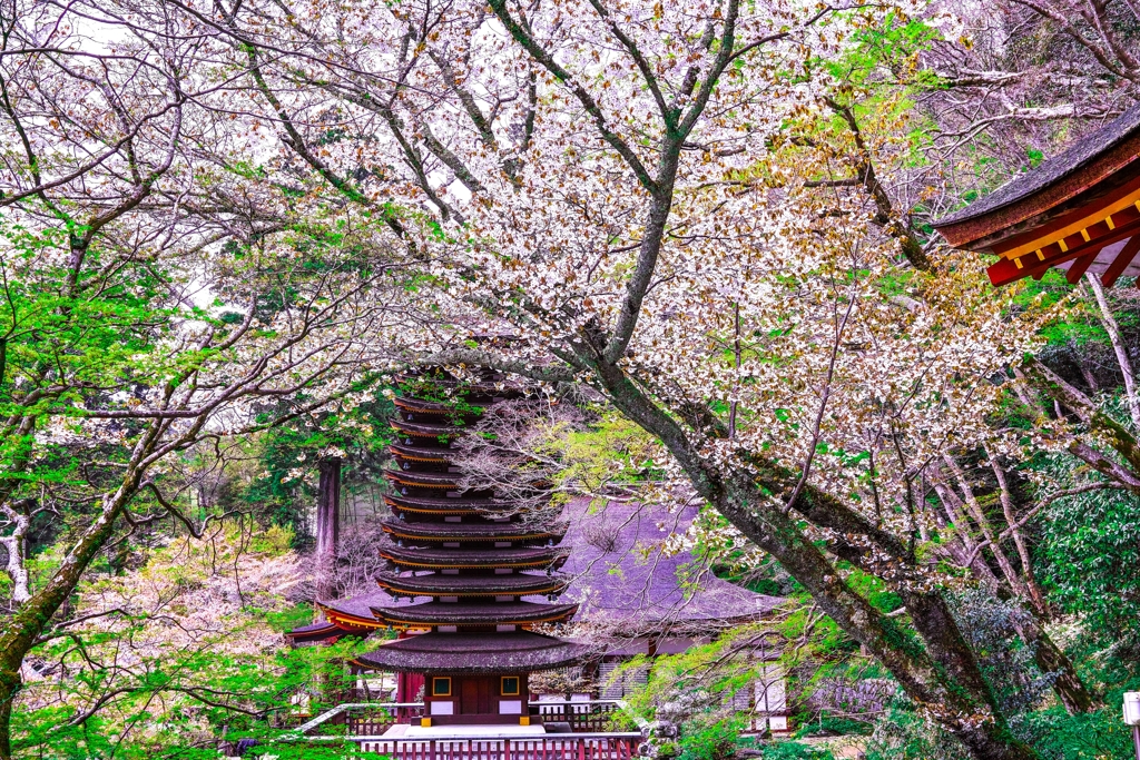 談山神社の春