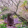 談山神社の春