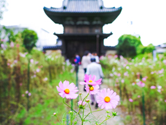 コスモス寺