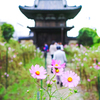 コスモス寺