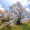 千年桜