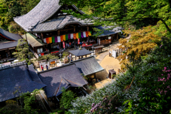 花咲く龍蓋寺