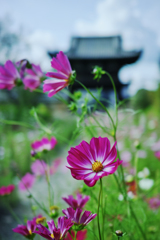 たなびく秋桜