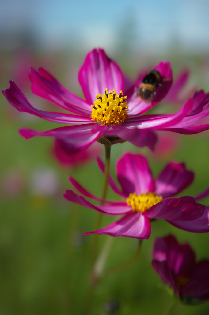 コスモス連なる