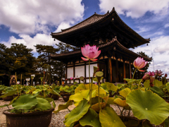 蓮の咲く寺