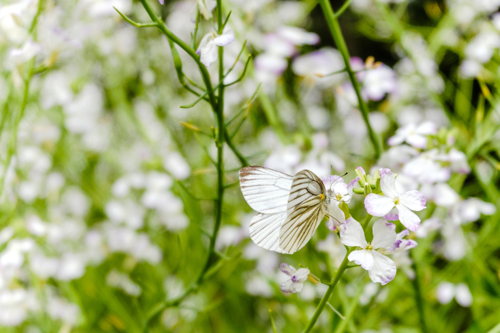 大根の花畑