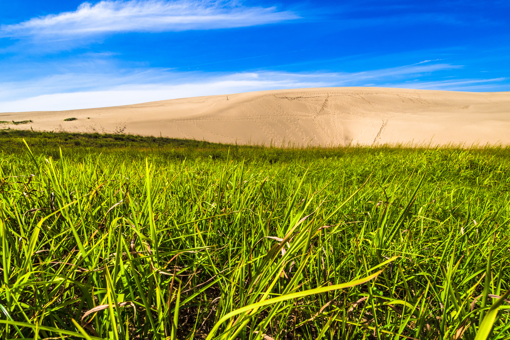 砂丘と草原