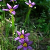 碧い花