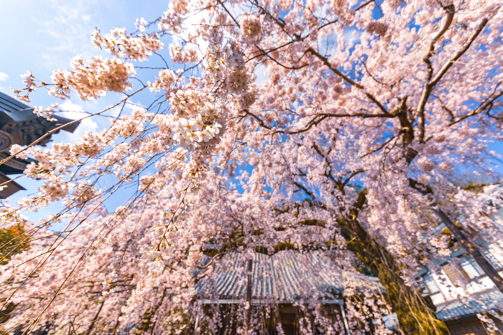 降りそそぐ桜