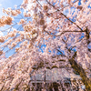 降りそそぐ桜