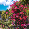 お寺のバラ