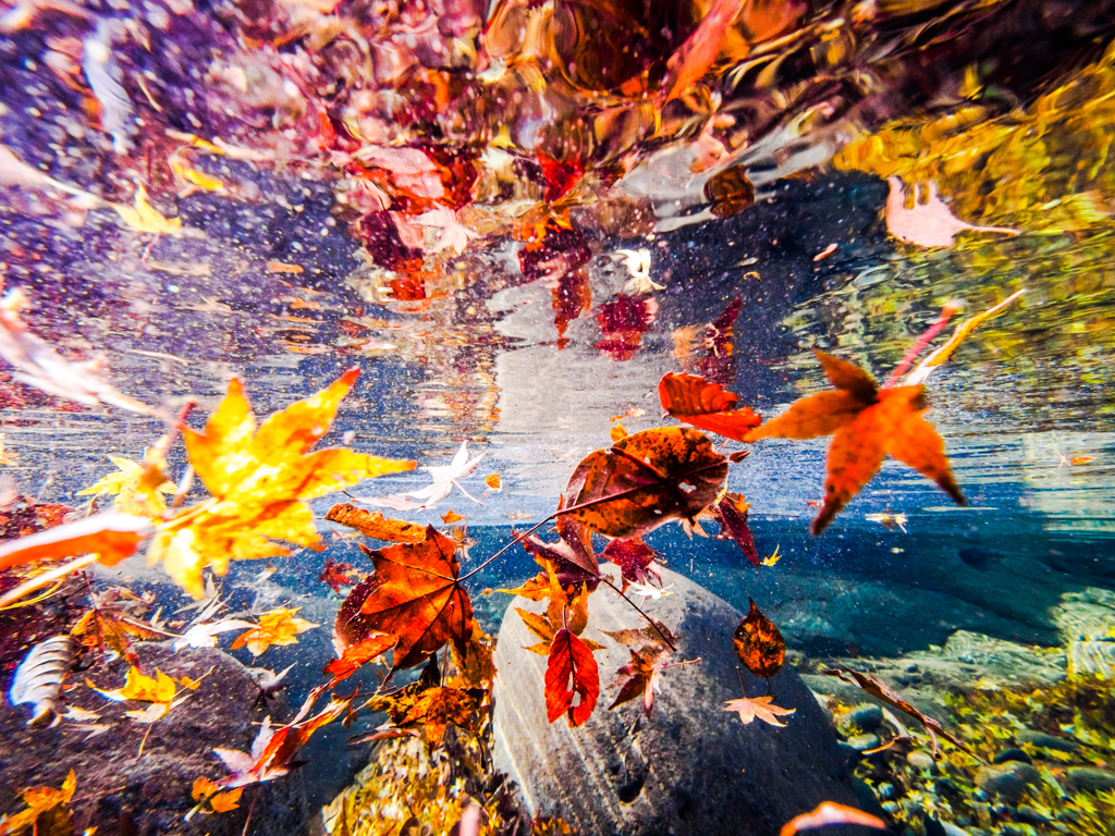 枯葉舞う水中風景 By 糸 屯 Id 写真共有サイト Photohito