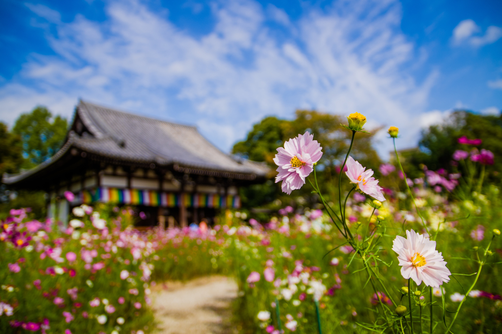 八重な秋桜