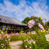 八重な秋桜