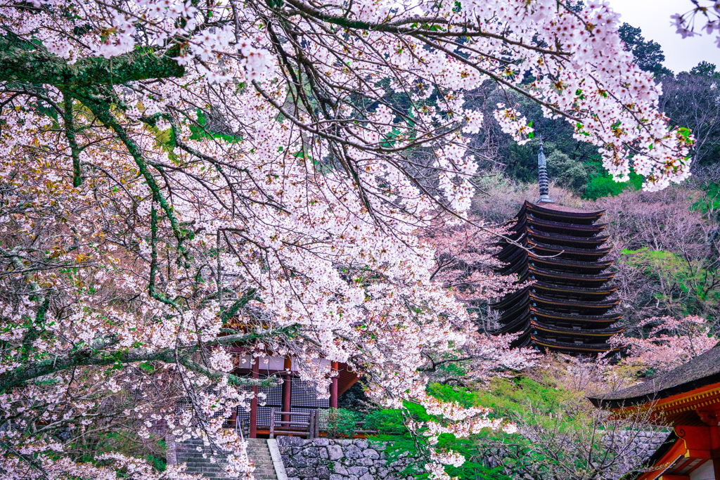 桜咲く多武峰